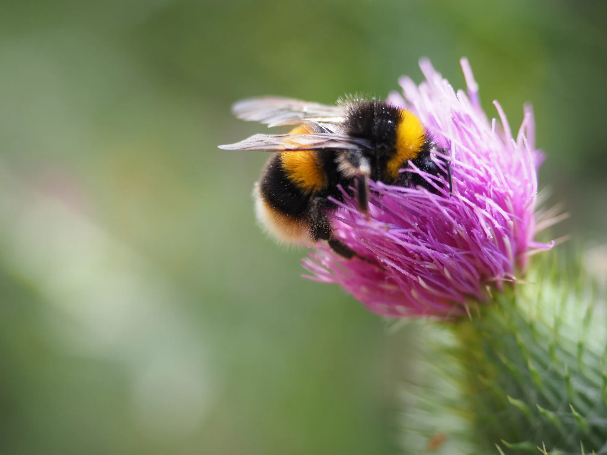 BOMBUS ARISI